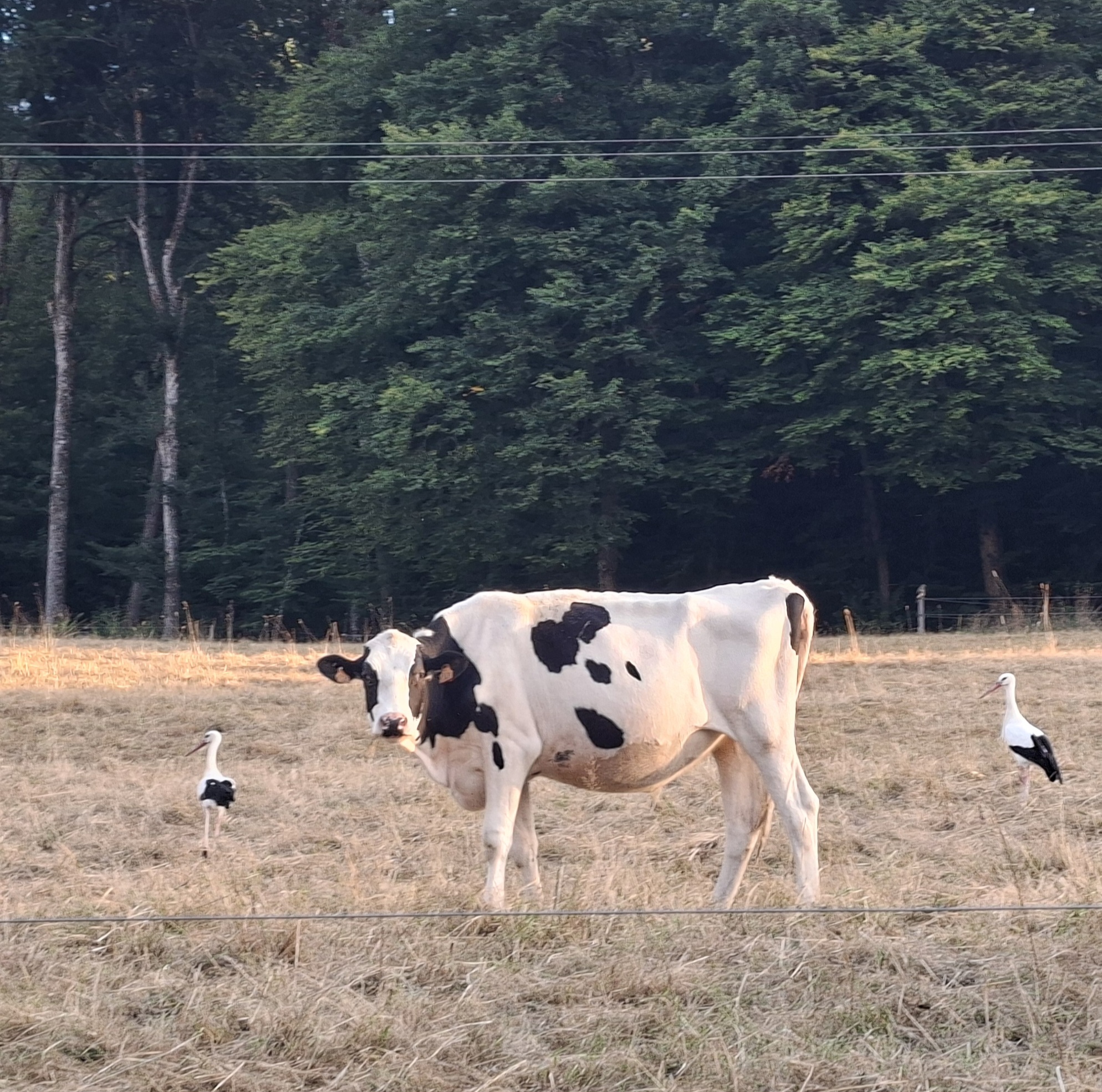 En promenade à Roppentzwiller